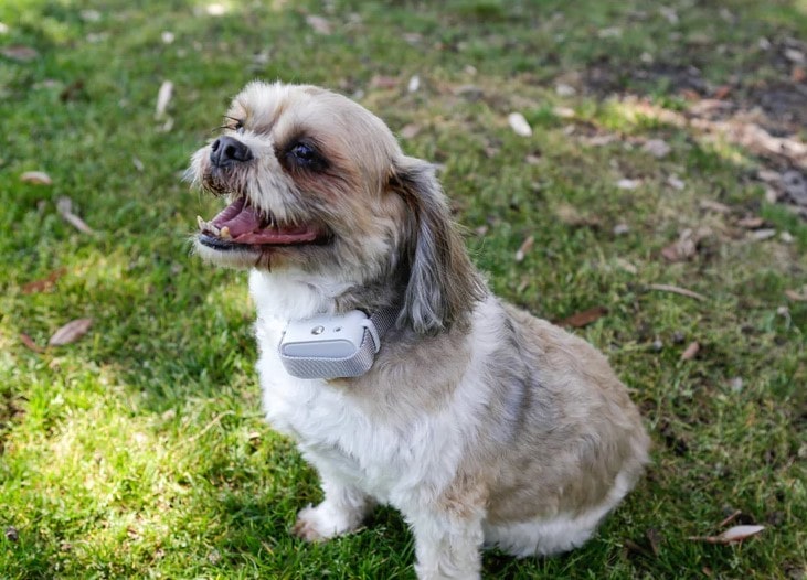 bark collar for small dogs